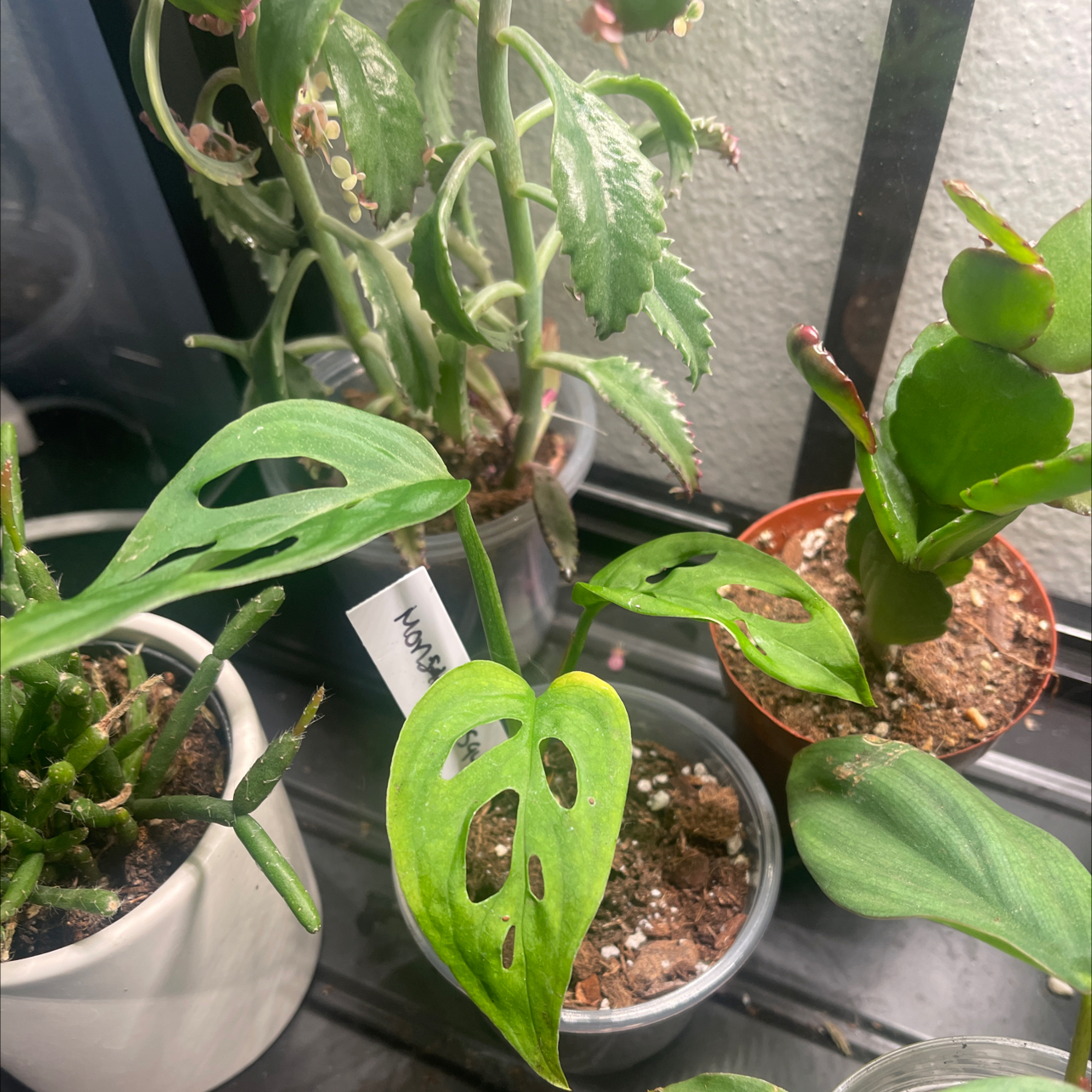 Photo of the plant species Monstera esqueleto by @IdolRosilla74 named Sigmund on Greg, the plant care app