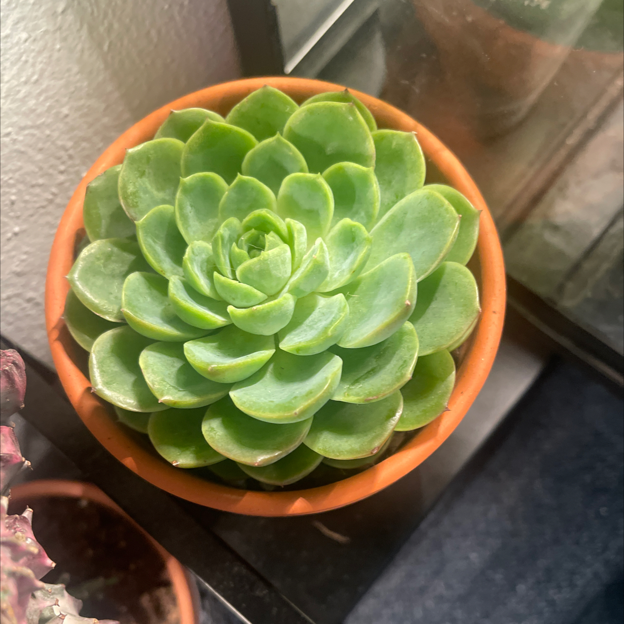 Photo of the plant species Echeveria 'Lime n' Chile' by @IdolRosilla74 named Nithin on Greg, the plant care app