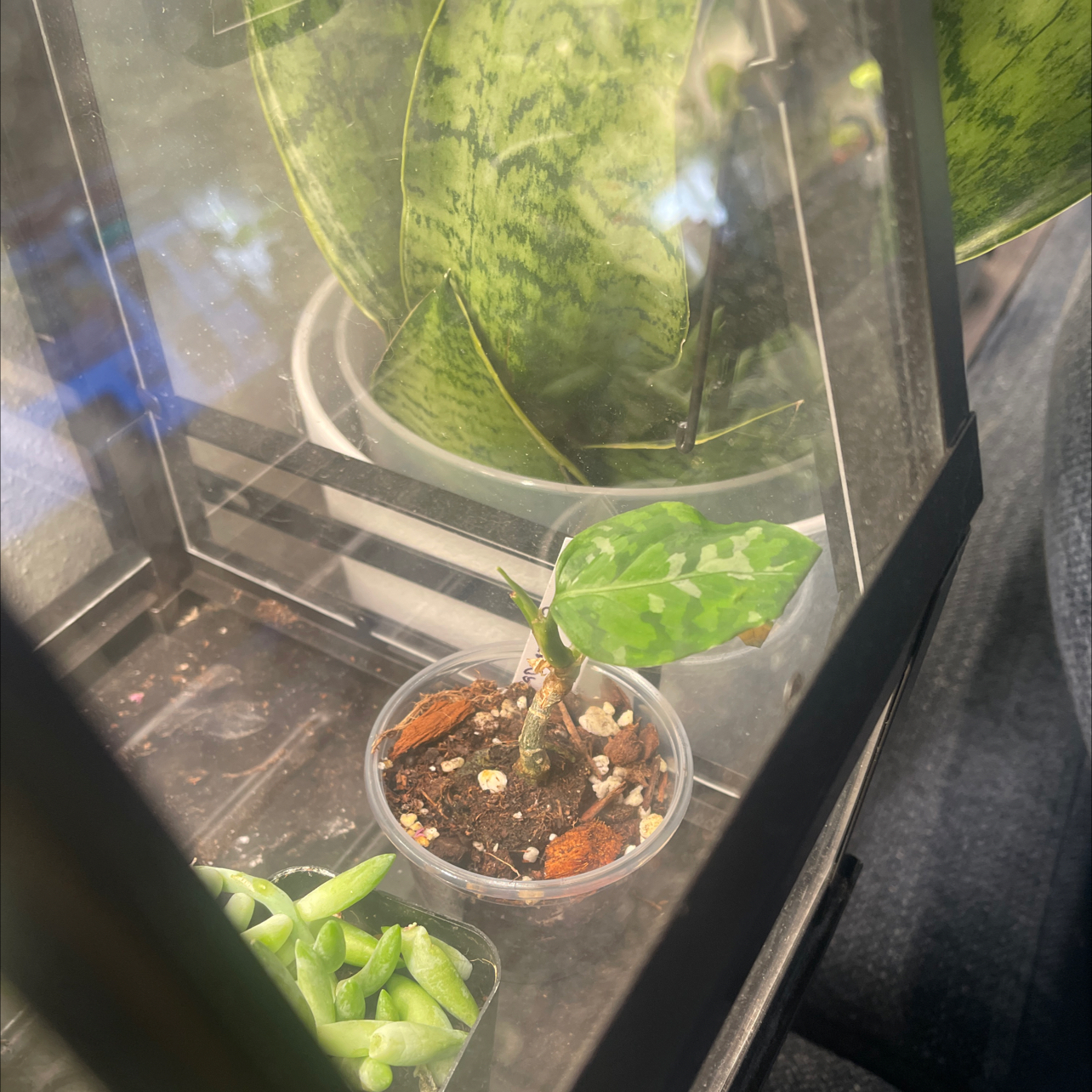 Photo of the plant species Aglaonema 'Tricolor' by @IdolRosilla74 named Mando on Greg, the plant care app