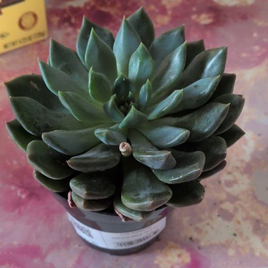 Photo of the plant species Sedeveria 'Dark Elf' by @ZarfShyleaf88 named Khaleesi on Greg, the plant care app