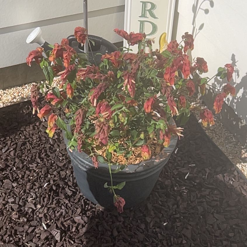 Photo of the plant species Shrimp Plant by @RollickingBlue named Lebron on Greg, the plant care app