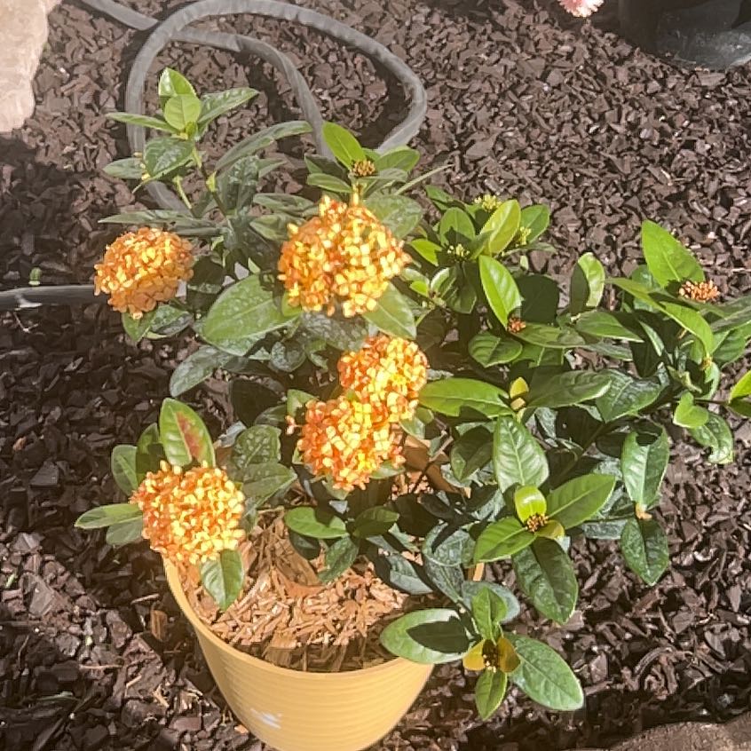 Photo of the plant species Chinese Ixora by @RollickingBlue named Tolkien on Greg, the plant care app