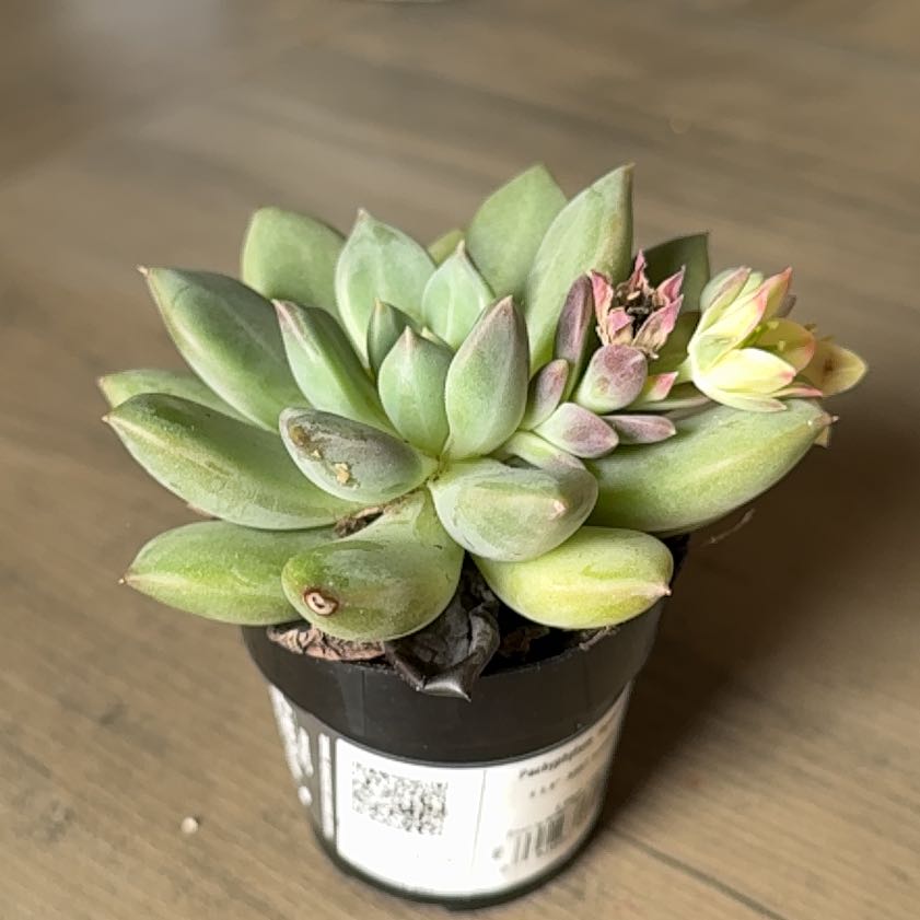 Photo of the plant species Pachyphytum 'Aquamarine' by @TryHemlock43 named Sir Plancelot on Greg, the plant care app