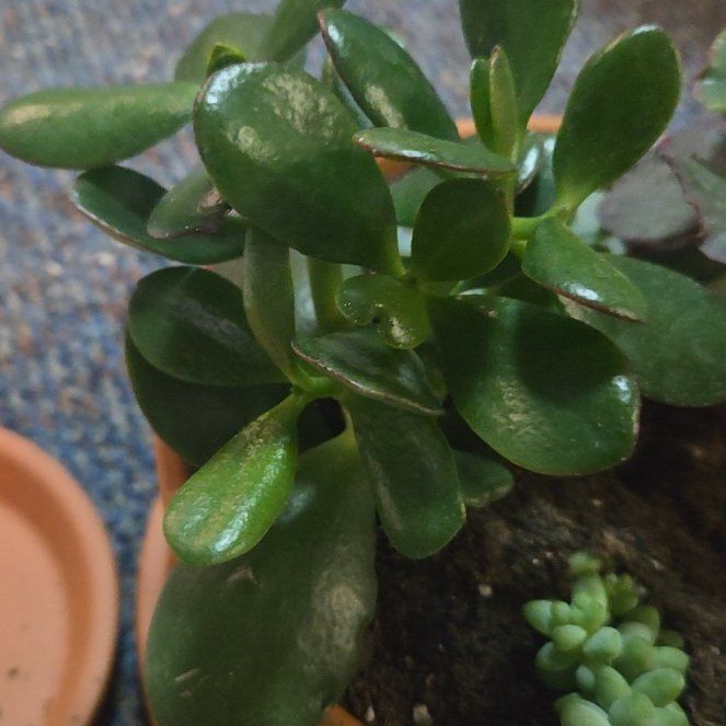 Photo of the plant species Echeveria 'Giant Blue' by @MentorBeans9 named Coco on Greg, the plant care app