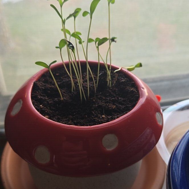 Photo of the plant species French Marigold by @MentorBeans9 named María on Greg, the plant care app