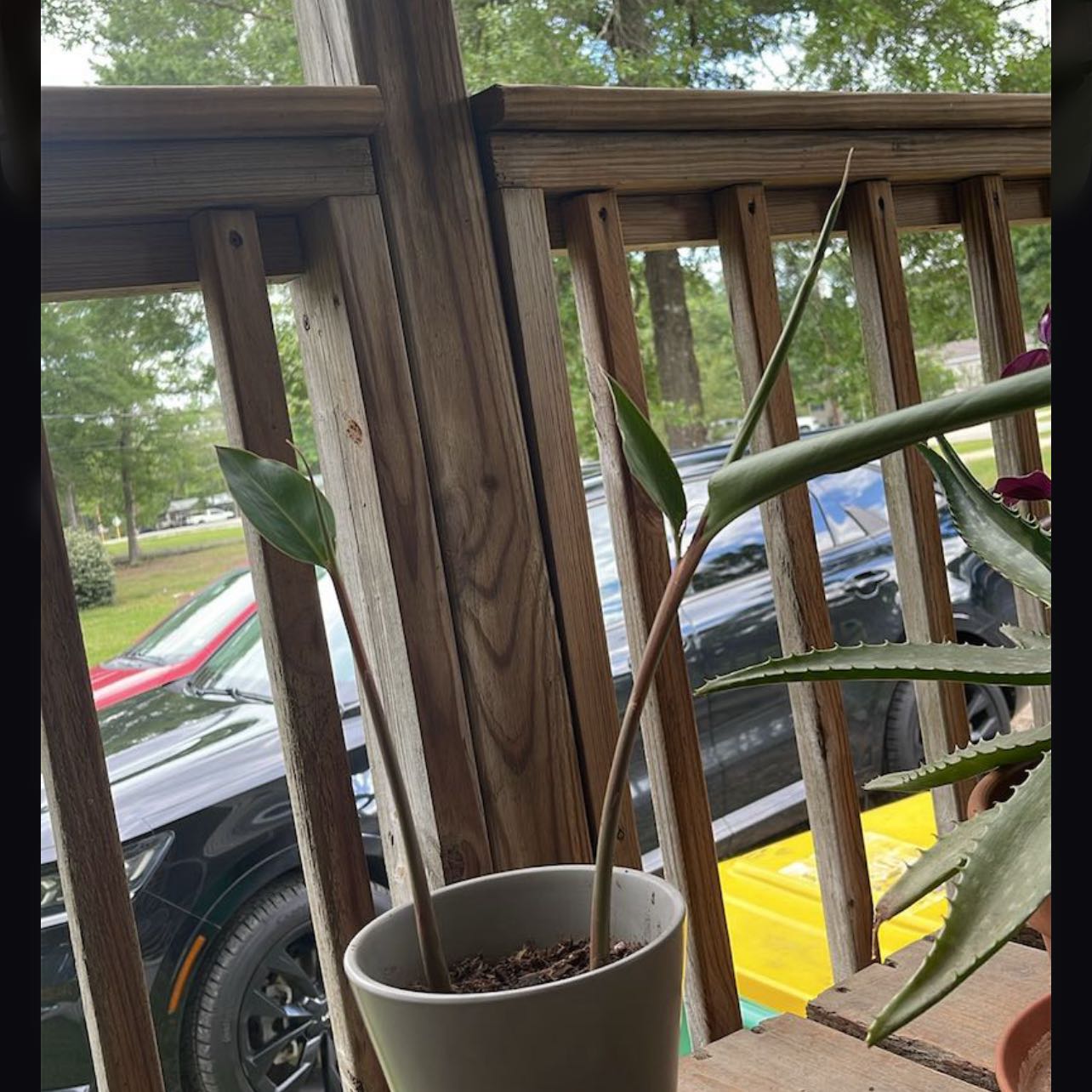 Photo of the plant species Variegated Shell Ginger by @MatureAnise43 named Miss Ma’am on Greg, the plant care app