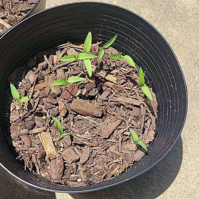 Photo of the plant species Jalapeño Pepper by @PerkySalsa91 named Leaf Erickson on Greg, the plant care app