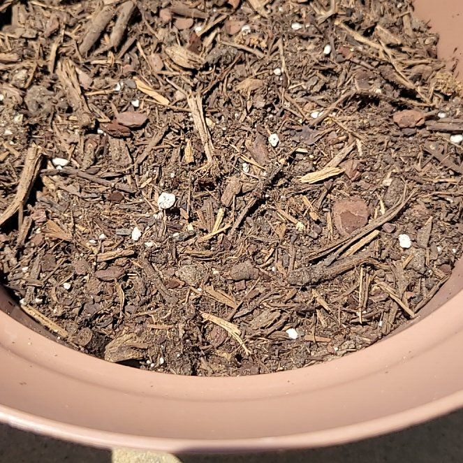 Photo of the plant species Evergreen Bunching Onion by @PerkySalsa91 named My onions on Greg, the plant care app