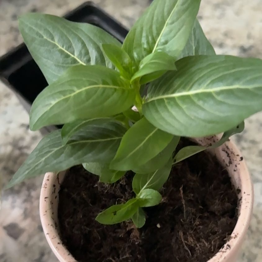 Photo of the plant species Vinca by @PoisedHope80 named Dolores on Greg, the plant care app