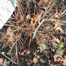 Photo of the plant species Beechdrops by @LadylikeAnahaw named Tupot amaroot on Greg, the plant care app