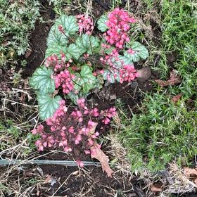 Photo of the plant species Coral Bells by @LadylikeAnahaw named Queen on Greg, the plant care app