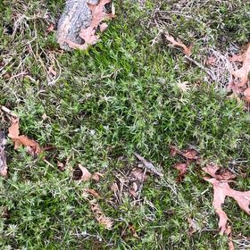 Photo of the plant species Common Smoothcap Moss by @LadylikeAnahaw named Wall-E on Greg, the plant care app