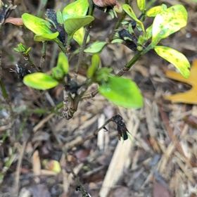 Photo of the plant species Common Gardenia by @BreezyWychelm42 named Taylor Swift on Greg, the plant care app