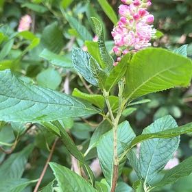 Photo of the plant species Coastal Sweet Pepperbush by @BreezyWychelm42 named Michelle Branch on Greg, the plant care app