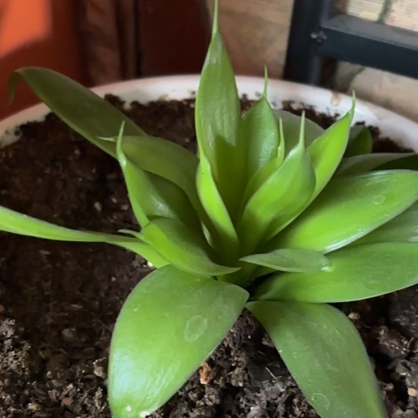 Photo of the plant species Foxtail Agave by @HonestLiliaceae named Sonora on Greg, the plant care app