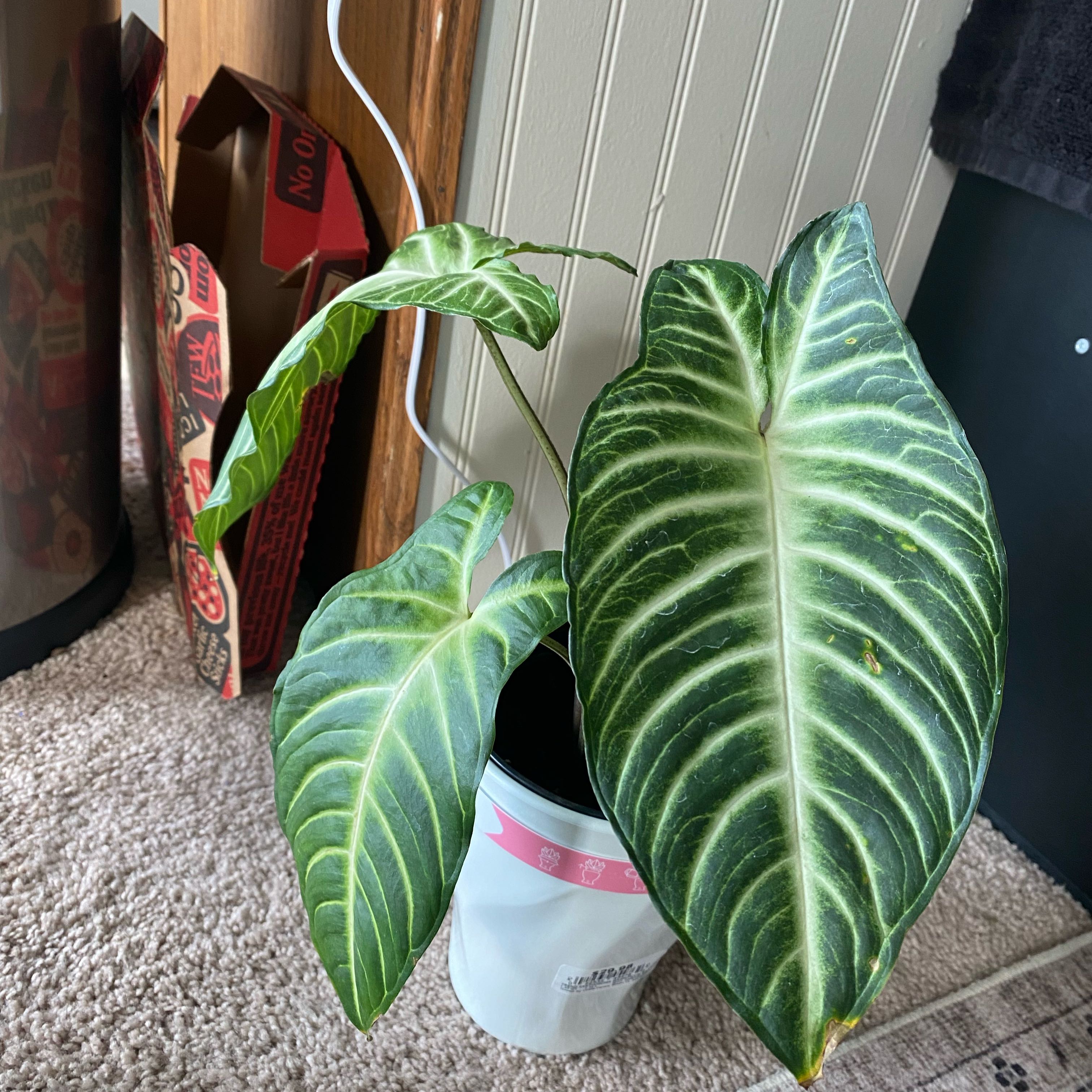 Photo of the plant species Xanthosoma by @MeekGuayule61 named Bella on Greg, the plant care app