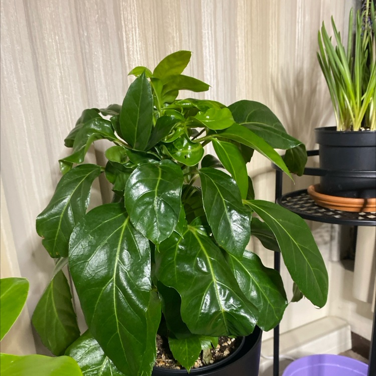 Photo of the plant species Alpine Schefflera by @MeekGuayule61 named Dany on Greg, the plant care app