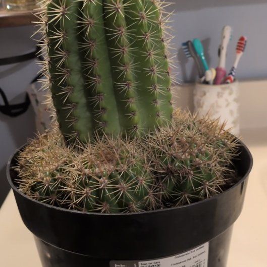 Photo of the plant species Trichocereus 'Sun Goddess' by @VipFern90 named Goddess on Greg, the plant care app