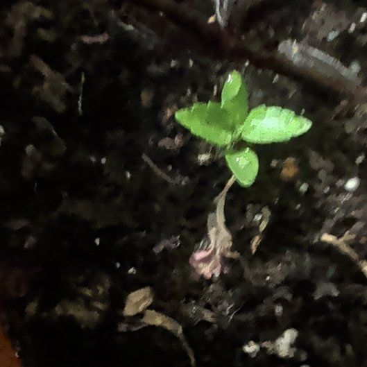 Photo of the plant species Coral Moss by @TrueThreadagave named Kylie on Greg, the plant care app