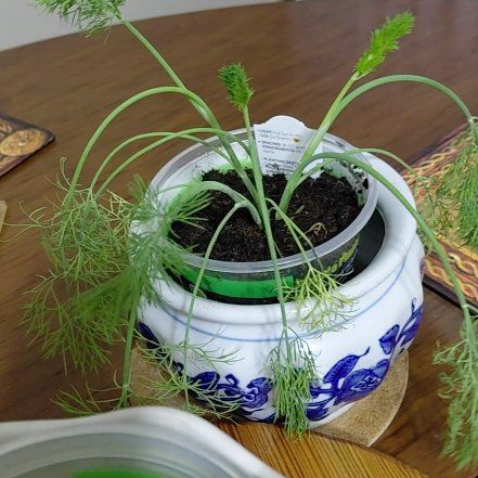 Photo of the plant species Dill by @BigMaylily71 named Marley on Greg, the plant care app