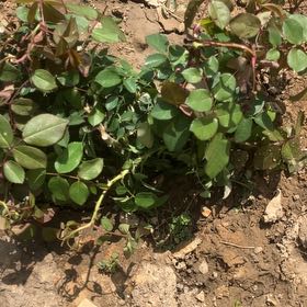 Photo of the plant species True Passion Rose by @AngelAntplant44 named Clooney on Greg, the plant care app