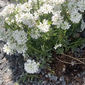 Photo of the plant species Evergreen Candytuft by @AngelAntplant44 named McKinley on Greg, the plant care app