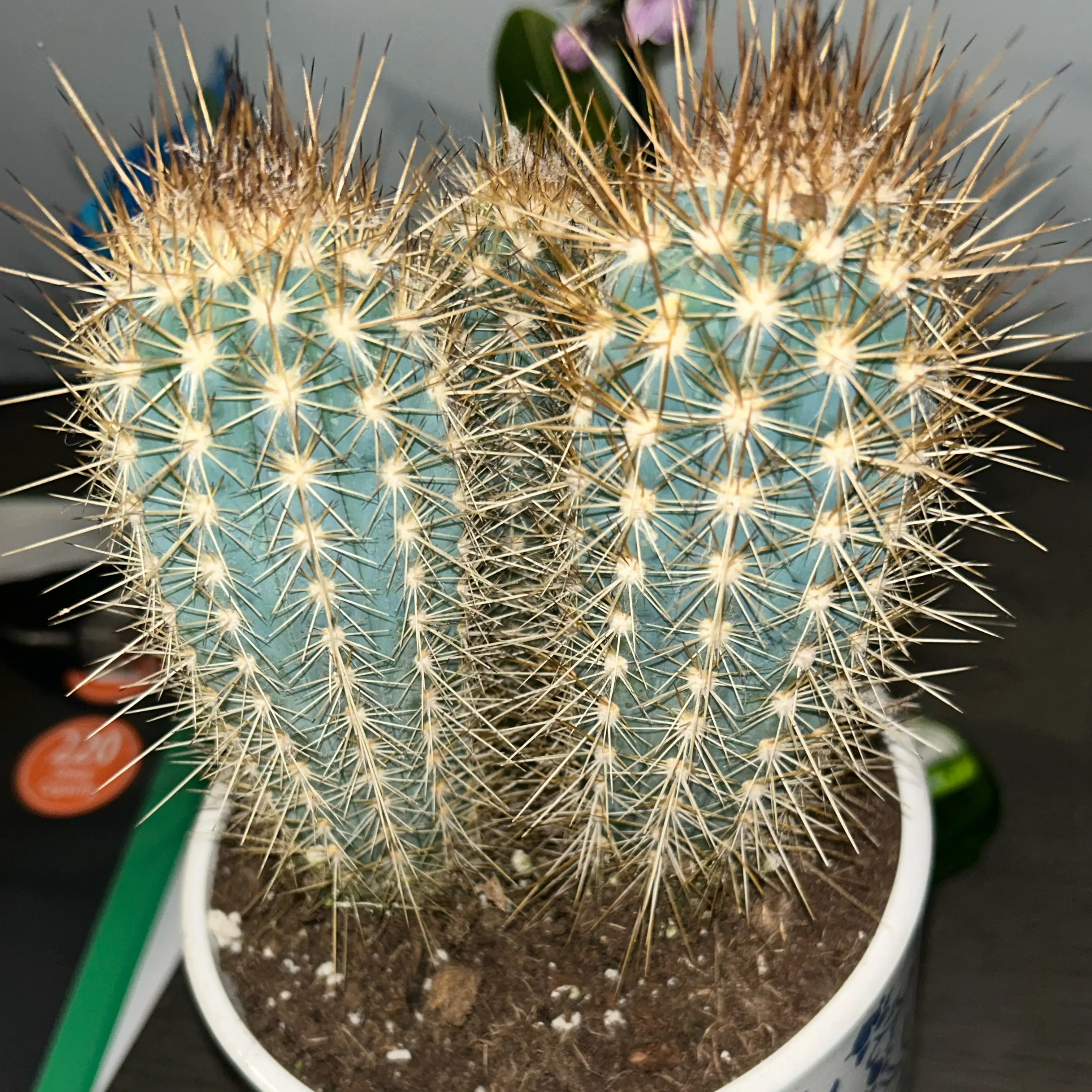Photo of the plant species Pilosocereus baumii by @ThePlantPapa named Homer on Greg, the plant care app