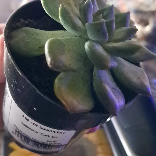 Photo of the plant species Sedeveria 'Dark Elf' by @KineticTupeia39 named Eva on Greg, the plant care app