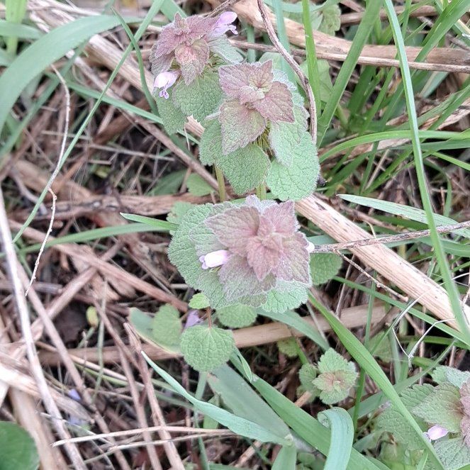 Photo of the plant species Purple Archangel by @KineticTupeia39 named Diana on Greg, the plant care app