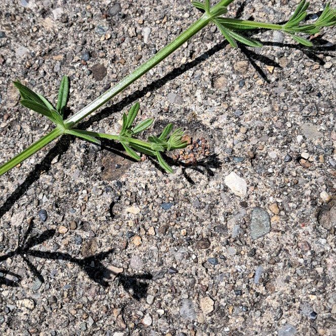 Photo of the plant species Goose Grass by @KineticTupeia39 named Michelle Branch on Greg, the plant care app