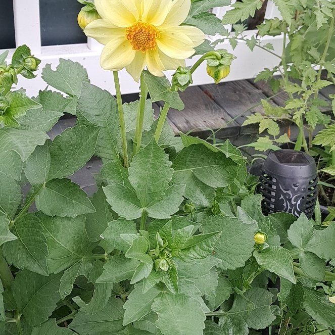 Photo of the plant species Garden Dahlia by @KineticTupeia39 named Oscar on Greg, the plant care app