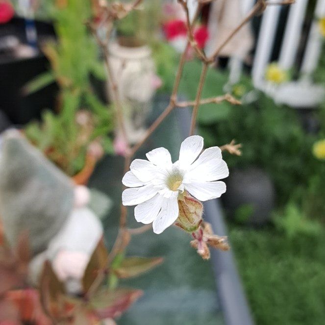 Photo of the plant species Bladder Campion by @KineticTupeia39 named Clooney on Greg, the plant care app