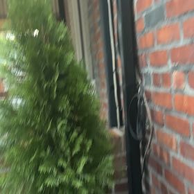 Photo of the plant species Arborvitae by @HeroBagpod84 named Tolkien on Greg, the plant care app