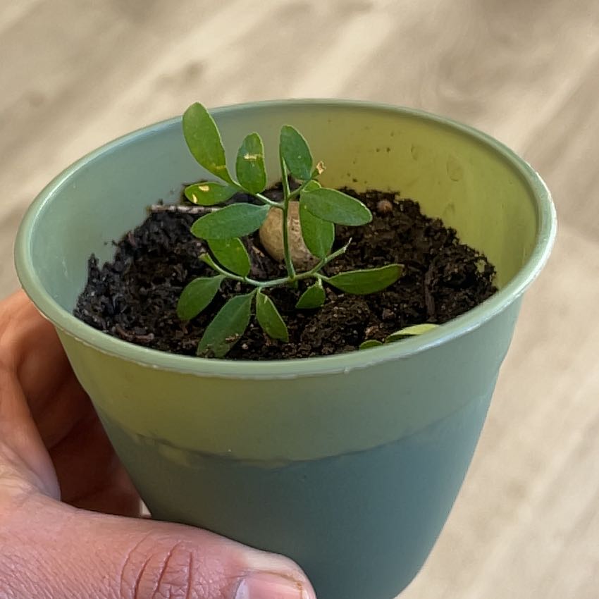 Photo of the plant species Common Rue by @ChirpyCoccoon68 named Sanders on Greg, the plant care app