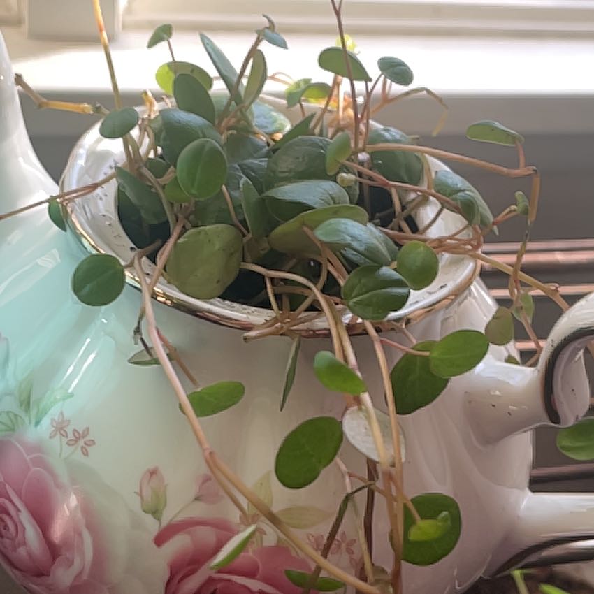 Photo of the plant species Peperomia 'Pepperspot' by @FabRimu39 named Willow on Greg, the plant care app