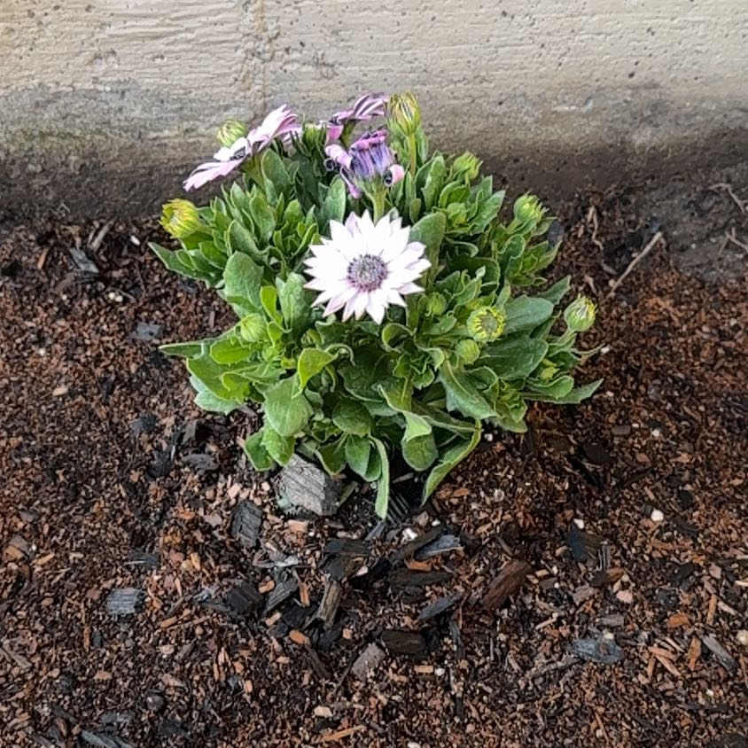Photo of the plant species Seaside Daisy by @SteamyPalqui25 named Marilyn on Greg, the plant care app
