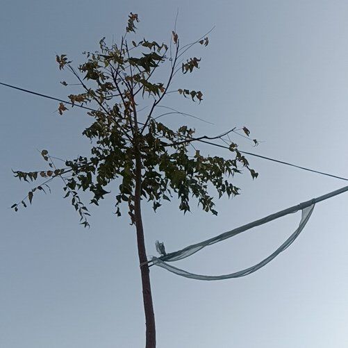 Photo of the plant species Benzoil Tree by @FunElkweed55 named McKinley on Greg, the plant care app