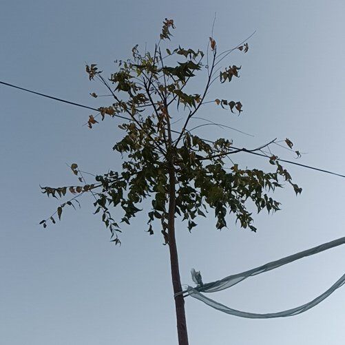 Photo of the plant species Benzoil Tree by @FunElkweed55 named Khaleesi on Greg, the plant care app
