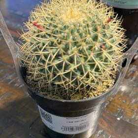 Photo of the plant species Mammillaria pringlei by @MajorEllisia31 named Prikle on Greg, the plant care app
