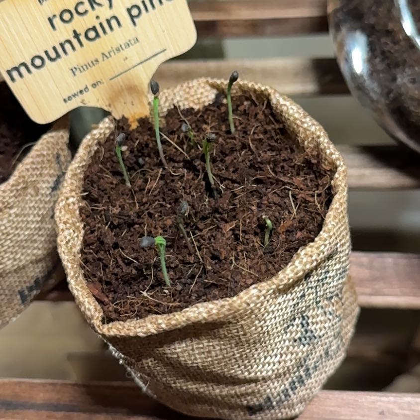 Photo of the plant species rocky mountain pine by @PureOrrisroot67 named Cleopatra on Greg, the plant care app