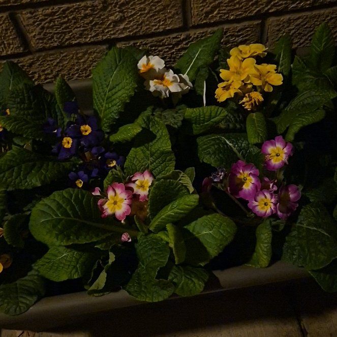 Photo of the plant species Common Primrose by @ProudDyebush20 named Einstein on Greg, the plant care app