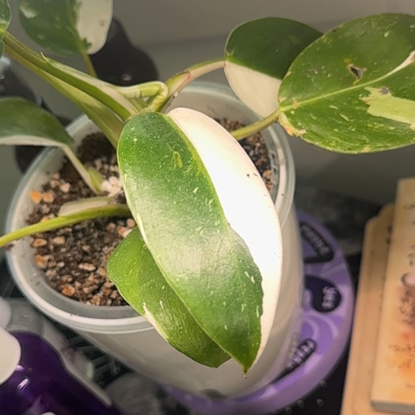 Photo of the plant species White Knight Philodendron by @NativeRedbean22 named Sonora on Greg, the plant care app