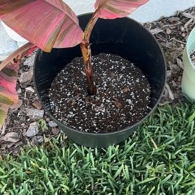 Photo of the plant species Pink Variegated Banana by @NativeRedbean22 named Banana Montana on Greg, the plant care app