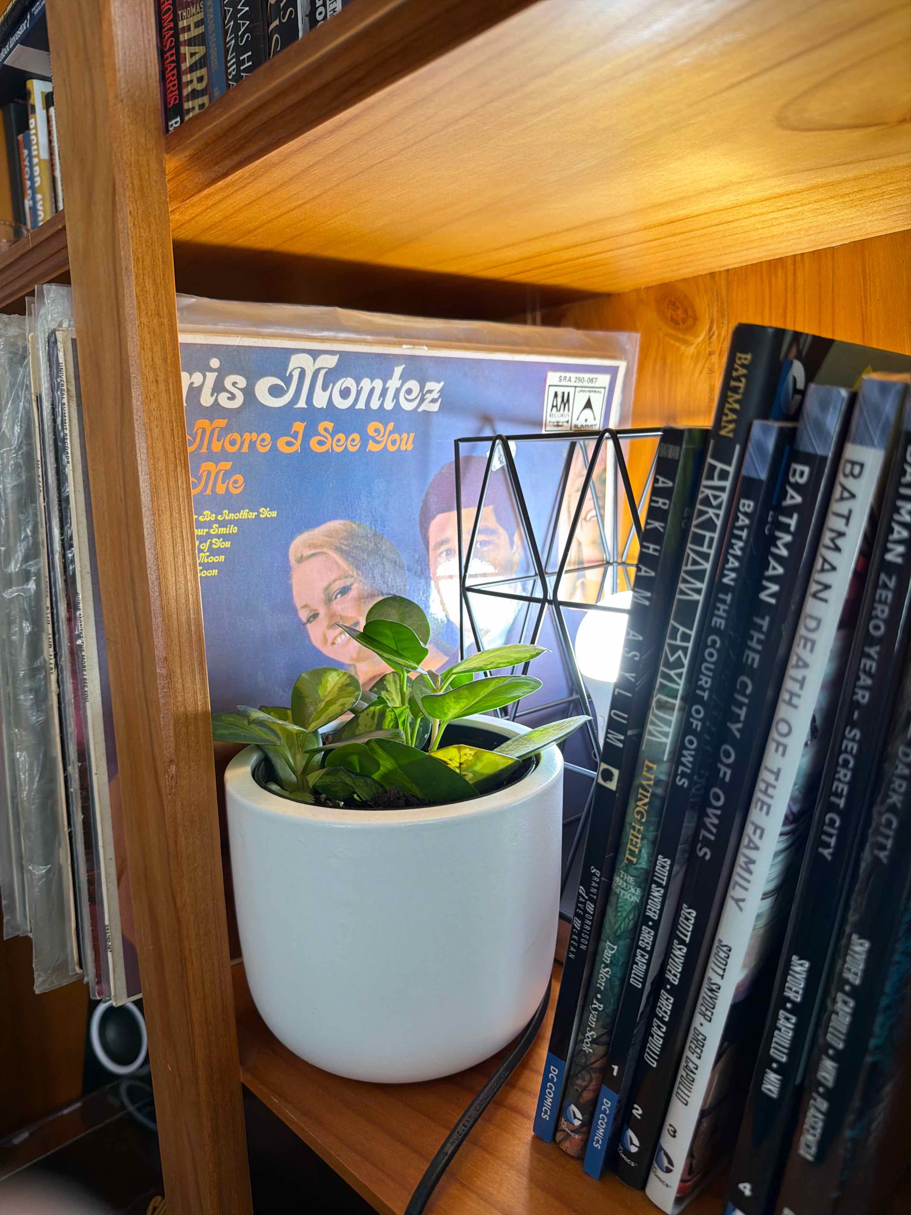 Photo of the plant species Hoya Tricolor by @OneTruckLover named Remington on Greg, the plant care app