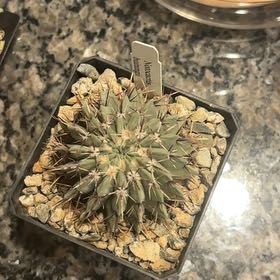 Photo of the plant species Notocactus buiningii by @GrowingFeijoa19 named Gaga on Greg, the plant care app