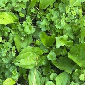 Photo of the plant species Broadleaf Plantain by @GrowingFeijoa19 named Sherlock on Greg, the plant care app