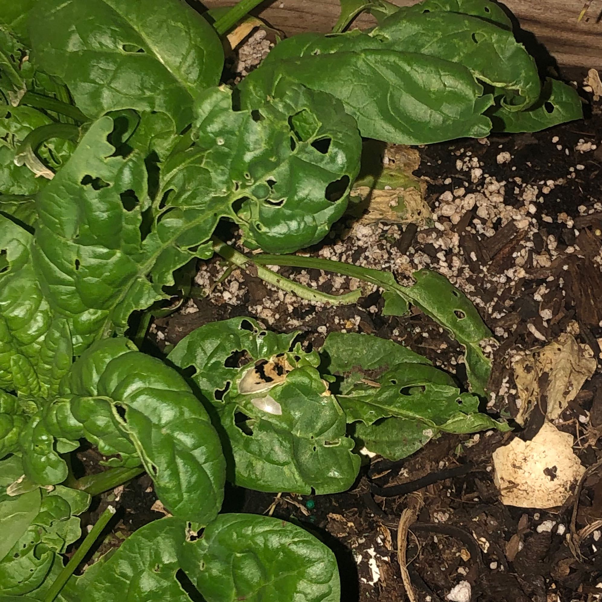 Photo of the plant species Malabar Spinach by @HotBeachrose39 named Bigleef Smalls on Greg, the plant care app