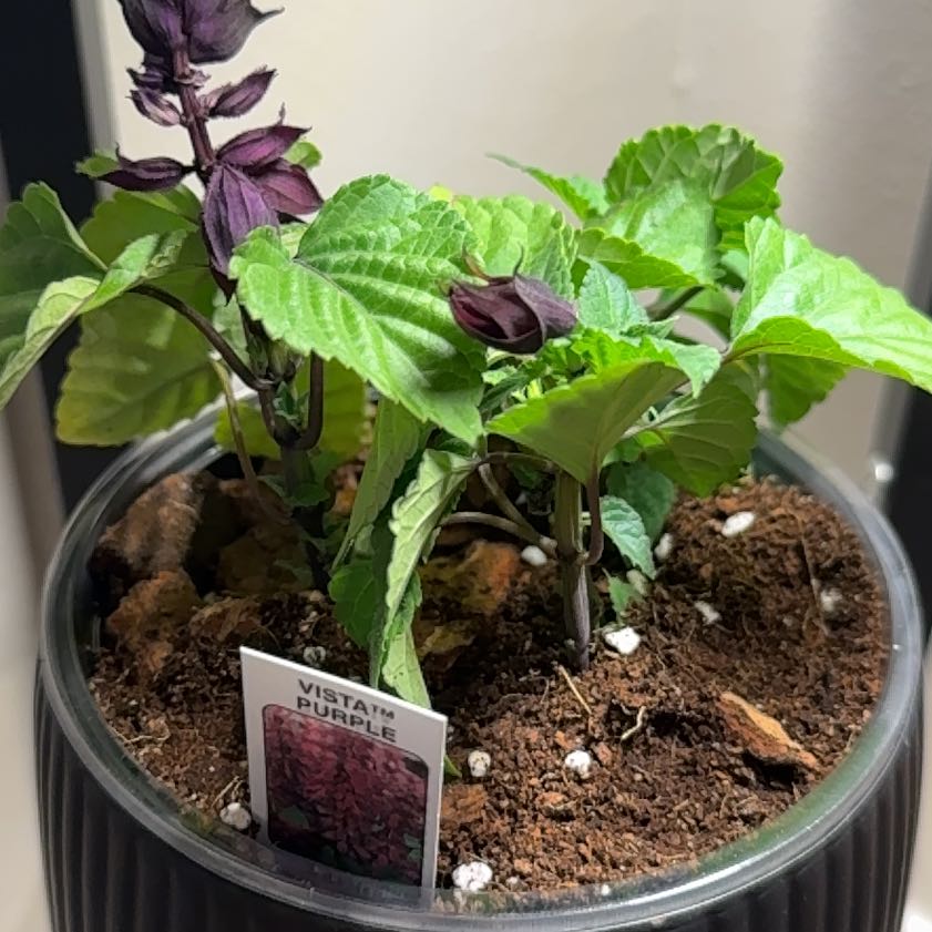 Photo of the plant species Vista Purple Sage by @kenadiedanelle named Gomez on Greg, the plant care app