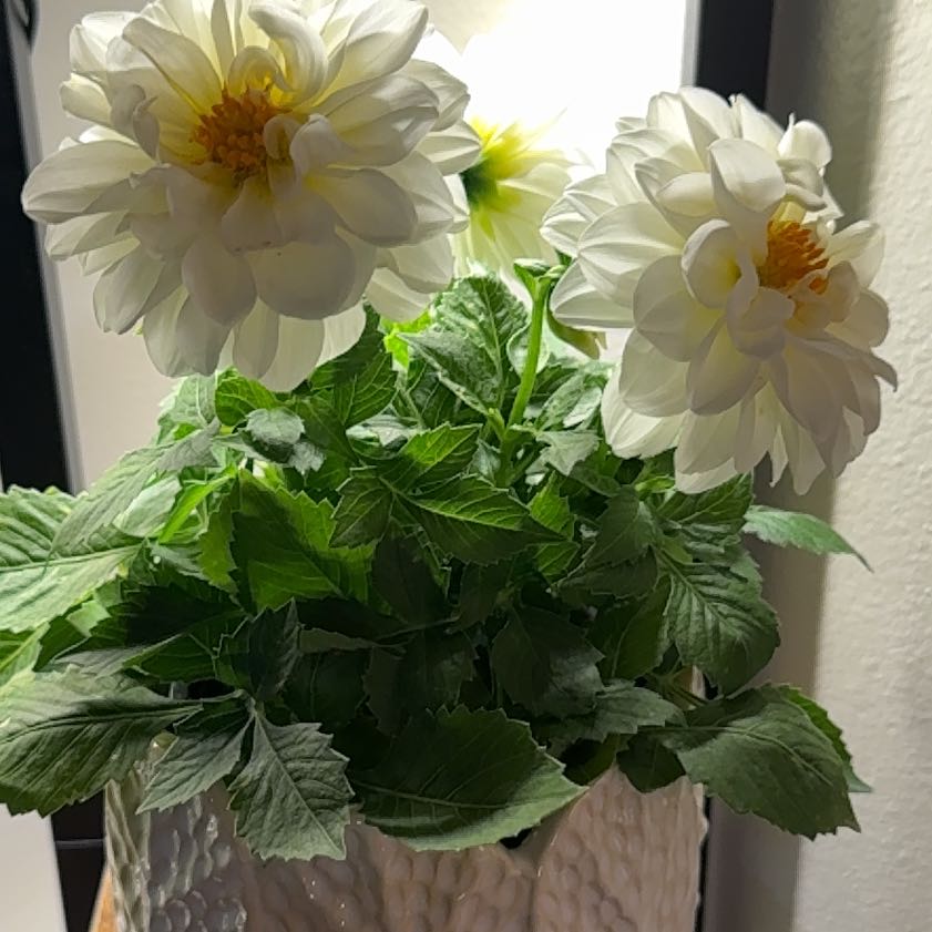 Photo of the plant species Dahlia 'Dahlietta Blanca' by @kenadiedanelle named Daphne on Greg, the plant care app