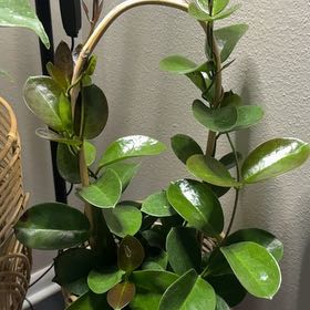Photo of the plant species Hoya australis 'Keysii' by @kenadiedanelle named Daphne on Greg, the plant care app